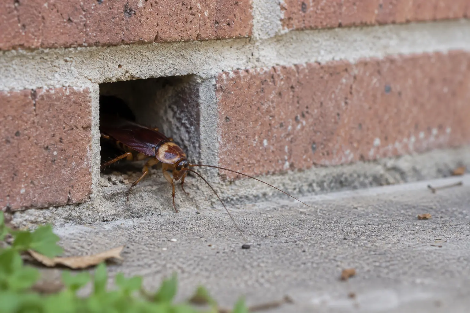 An American cockroach emerging from an open brick weep hole