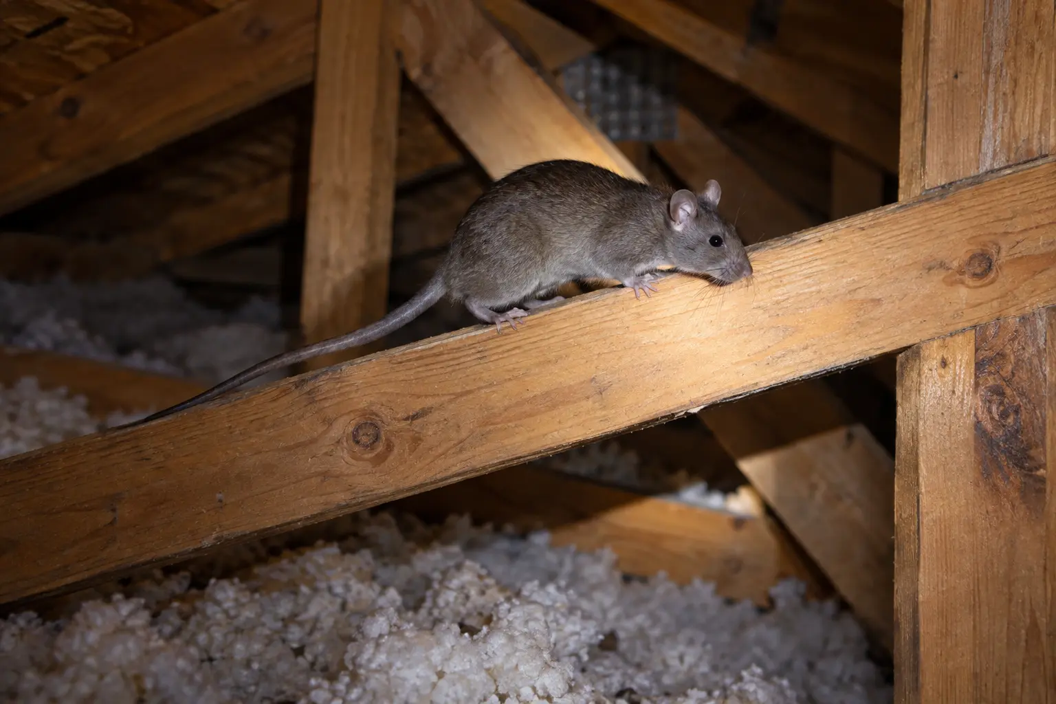 A roof rat moving along a wooden attic rafter